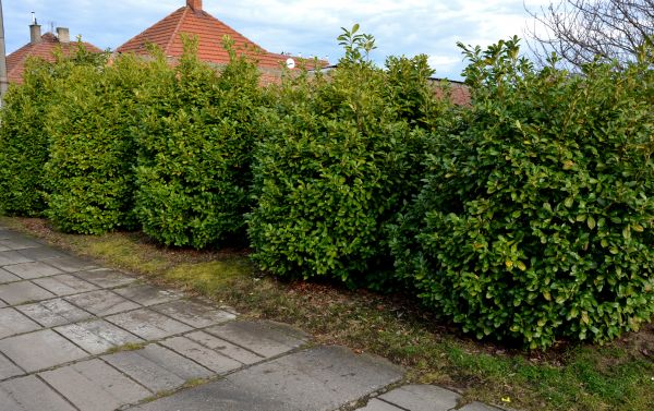 Privacy Shrub Installation in Abilene