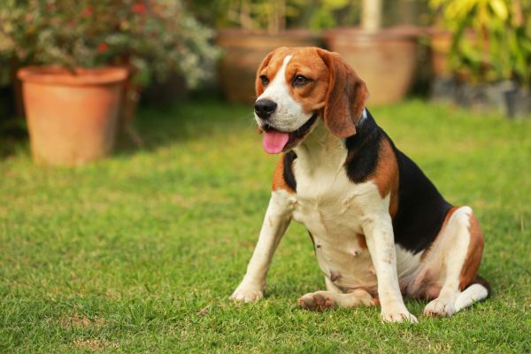 Dog Friendly Landscaping in Abilene