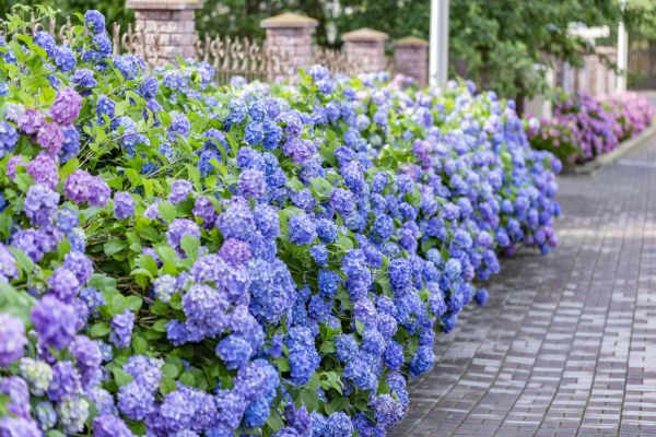 Hydrangea Landscaping in Abilene