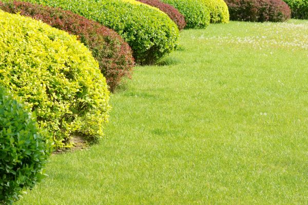 Shrubbery Planting in Abilene