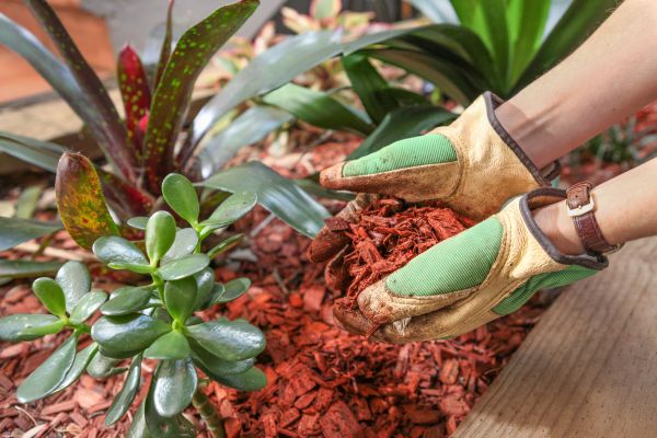 Cedar Mulch Installation in Abilene