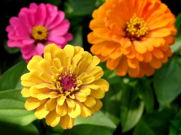 Zinnia Planting in Abilene