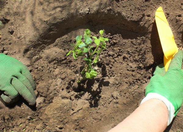 Rose Bush Planting in Abilene