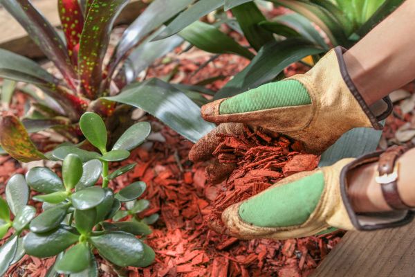 Residential Mulching in Abilene