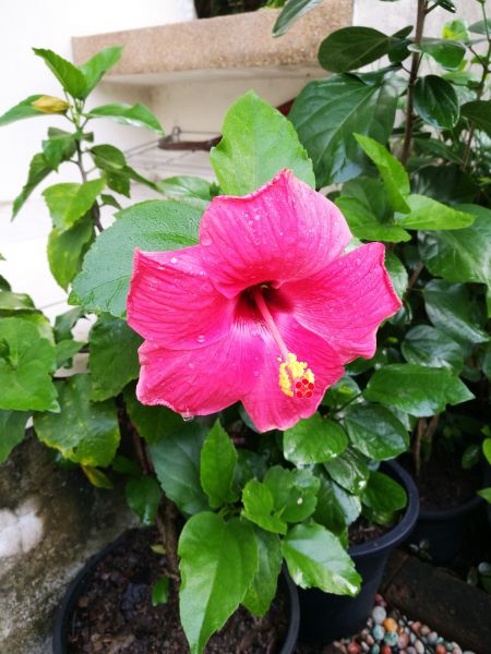 Hibiscus Planting in Abilene