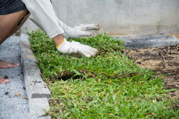 Ground Cover Planting in Abilene