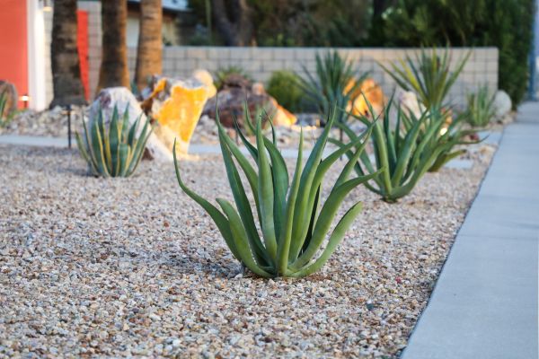 Drought Resistant Landscaping in Abilene
