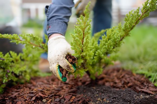 Church Mulching in Abilene