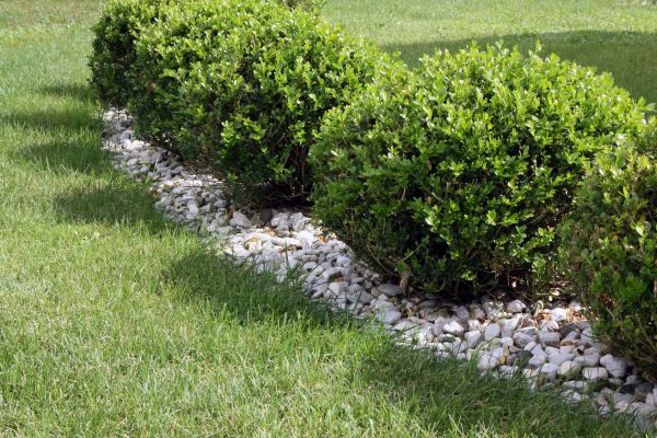 Boxwood Planting in Abilene