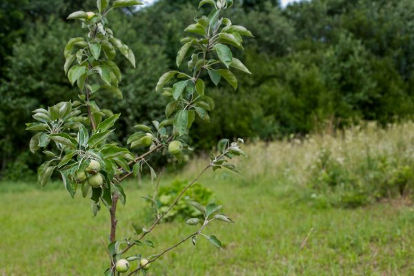 Apple Tree Planting in Abilene