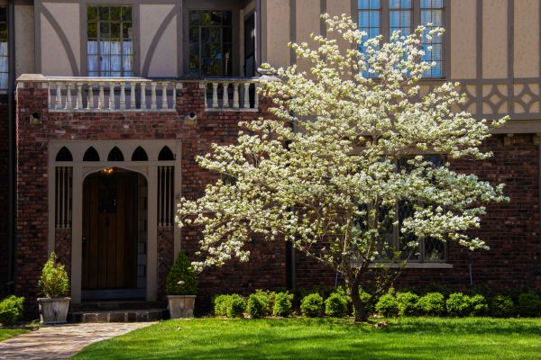 Dogwood Tree Planting in Abilene